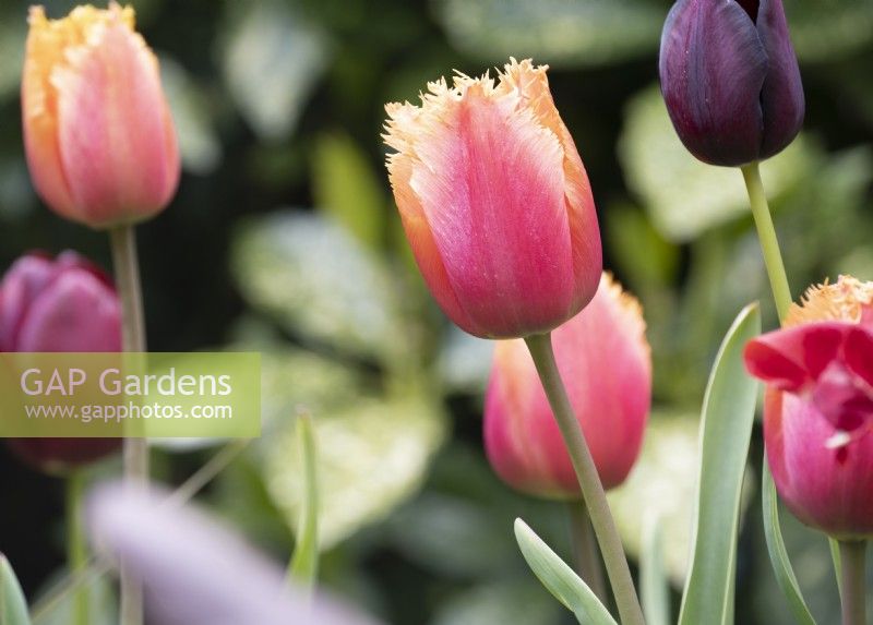 Tulipa 'Lambada' - tulipe - Avril