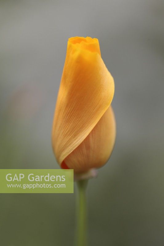 Eschscholzia californica 'Orange King' - bouton de fleur de pavot de Californie