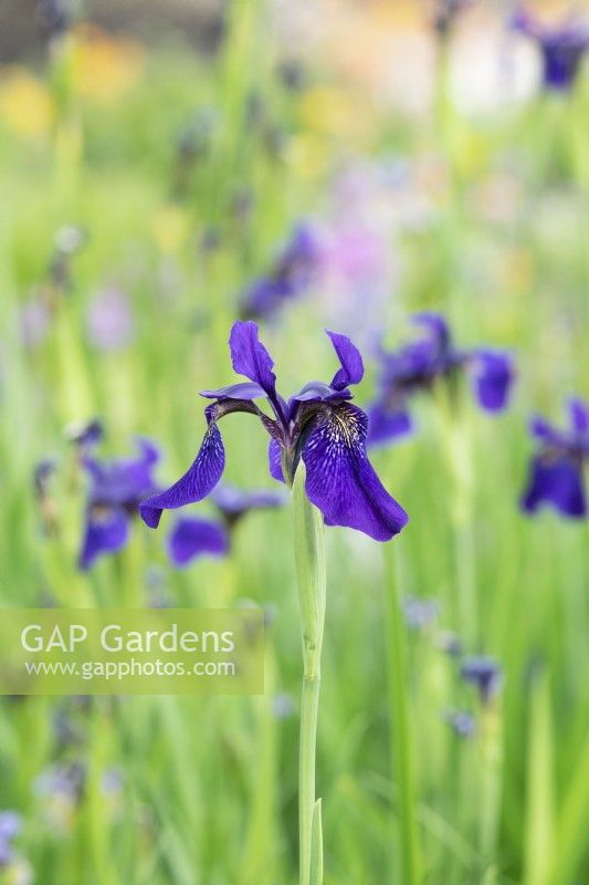Iris bulleyana Noir fleuri