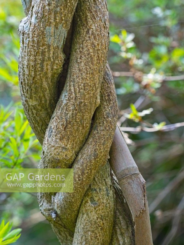 Branche de glycine enroulée autour de la canne de bambou d'origine mi-avril Norfolk