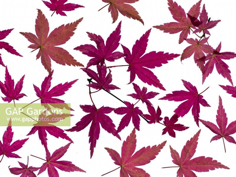 Acer palmatum 'Shindeshojo' nouvelles feuilles mai