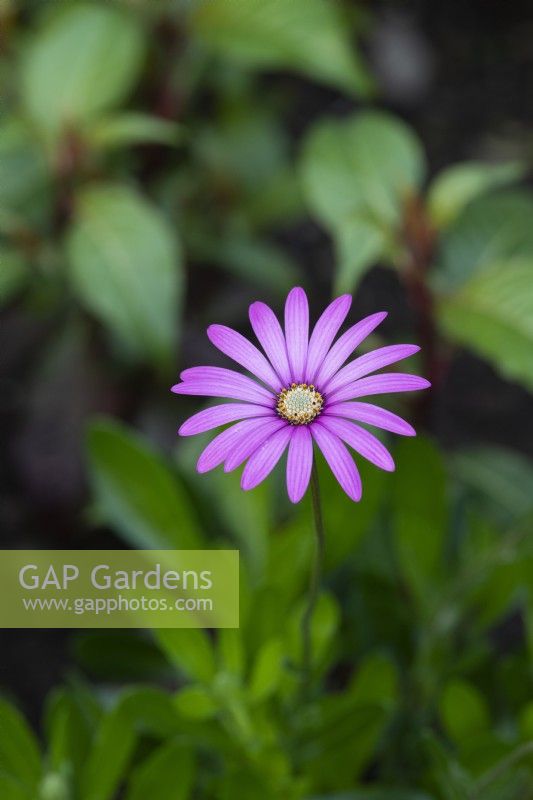 Osteospermum 'Nairobi Purple' - Marguerite africaine