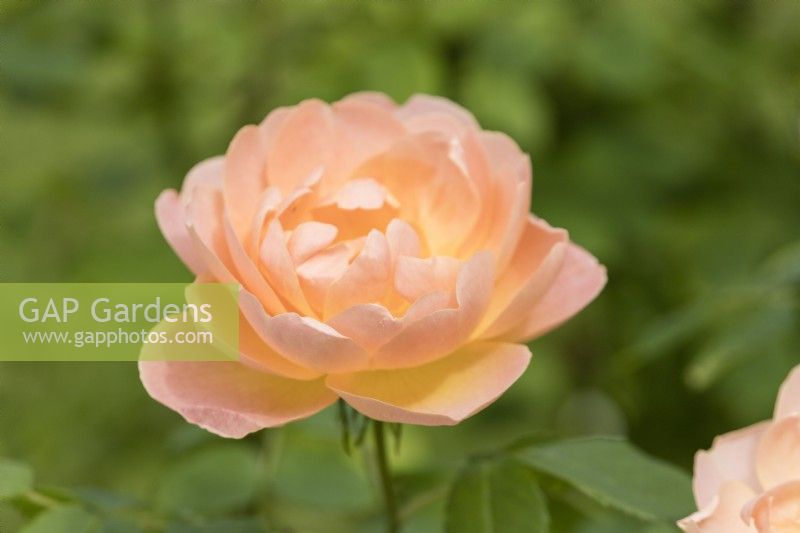 Rosa 'L'Alouette ascendante'. Fleur simple. Juin