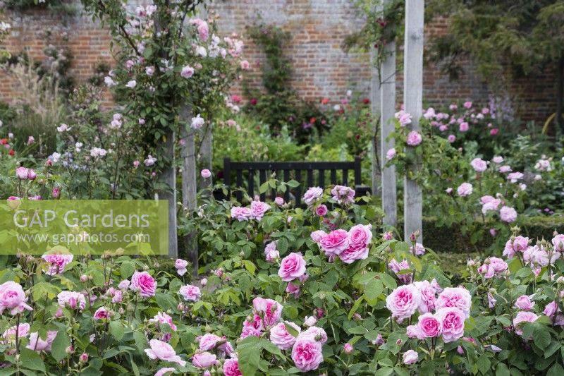 Pergola avec roses dans les jardins du sud. Rosier - en parterres avec rosier grimpant - dressé sur des montants de pergola. juin
