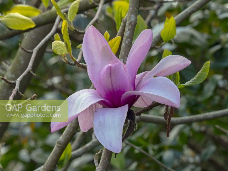 Magnolia 'Apollo' ouvre les bourgeons Norfolk mi-avril