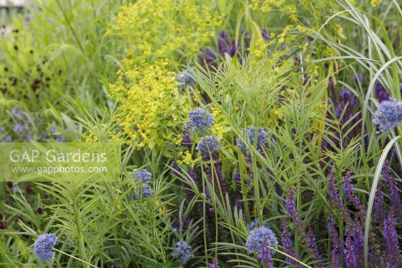 Dans le RHS Garden for a Green Future de Jamie Butterworth, Allium caeruleum est planté parmi Euphorbia ceratocarpa et Salvia nemorosa 'Mainacht'