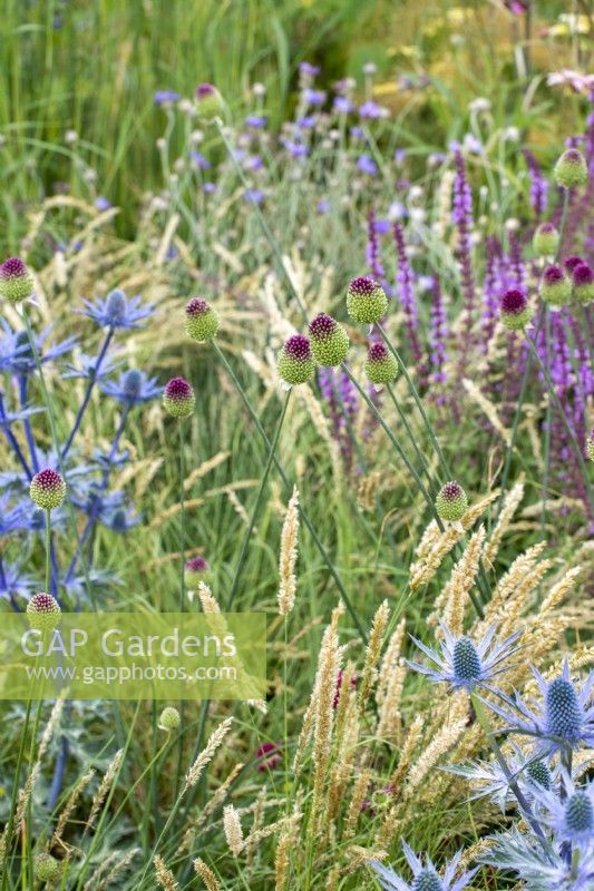 Allium sphaerocephalon avec Melica ciliata et Eryngium zabelii 'Big Blue' - Iconic Horticultural Hero Garden par Tom Stuart-Smith - RHS Hampton Court Palace Festival 2021