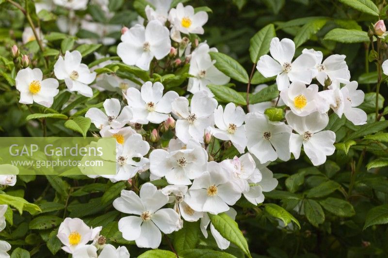 Rosa 'Pleine de Grace' alias Rosa 'Lengra'. Rosier buisson.