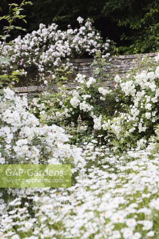 Schéma de couleurs de fleurs blanches, y compris Rosa 'White Flight' poussant sur le mur - rose centrale au point. Les terrasses supérieures. Juillet. L'été. Gloucestershire, Royaume-Uni.