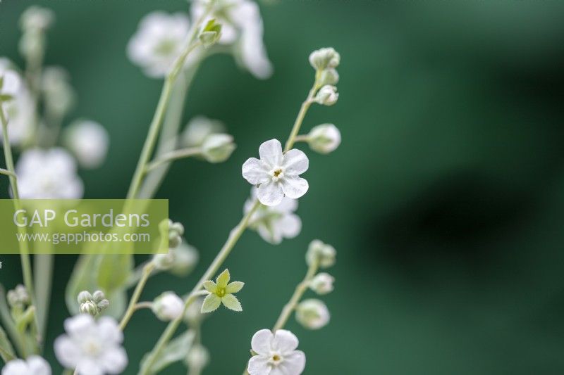 Omphalodes linifolia 'Petite Blanche Neige'