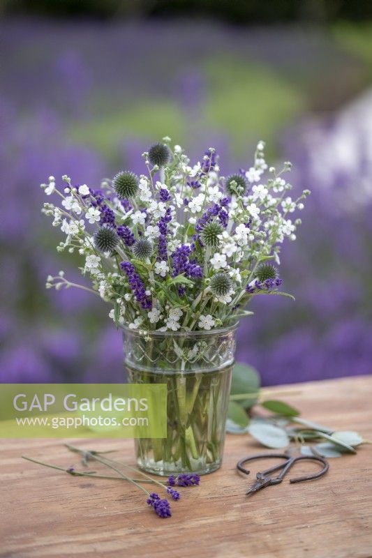 Omphalodes linifolia Little Snow White'', Echinops ritro, Lavender augustifolia 'Hidcote' disposés dans un vase en verre
