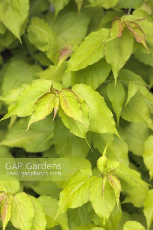 Leycesteria formosa 'Golden Lanterns' - Baies de faisan à feuilles dorées - Juin