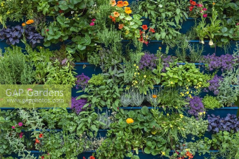 Jardinières verticales remplies d'un mélange de capucines, soucis, fraises, thym, fenouil, sauge, basilic et romarin.