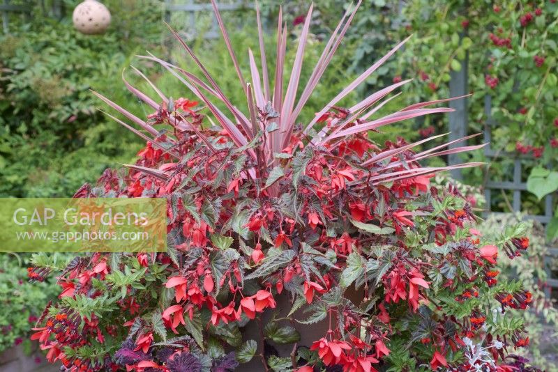 Cuphea llavea 'Torpedo', Begonia Million Kisses Amour et Cordyine australis 'Cherry Sensation' dans un pot