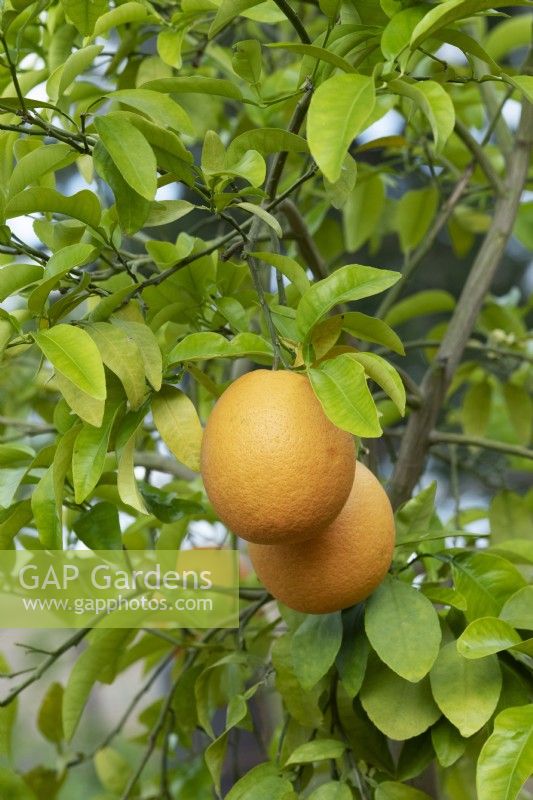 Citrus x aurantium - Groupe Pamplemousse