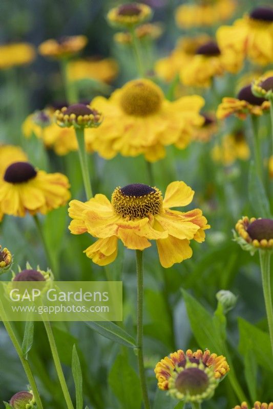 Helenium El Dorado - Éternuements