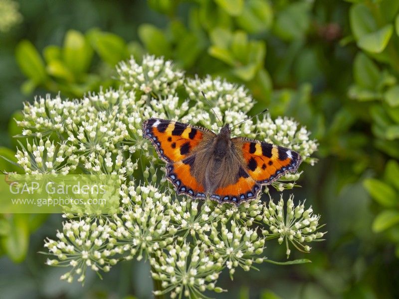 Aglais urticae - Petit papillon écaille reposant sur Ammi majus - Bullwort