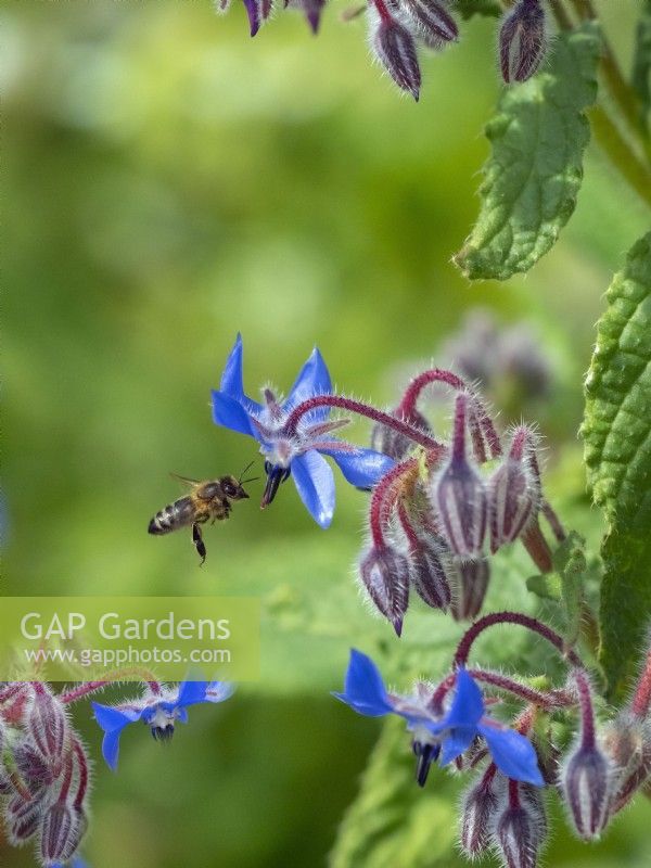 Borago officinalis et abeille Apis mellifera Avril Norfolk