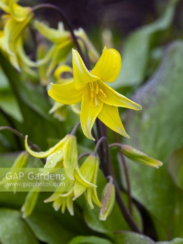 Erythronium 'Pagode' - Truite Lily
