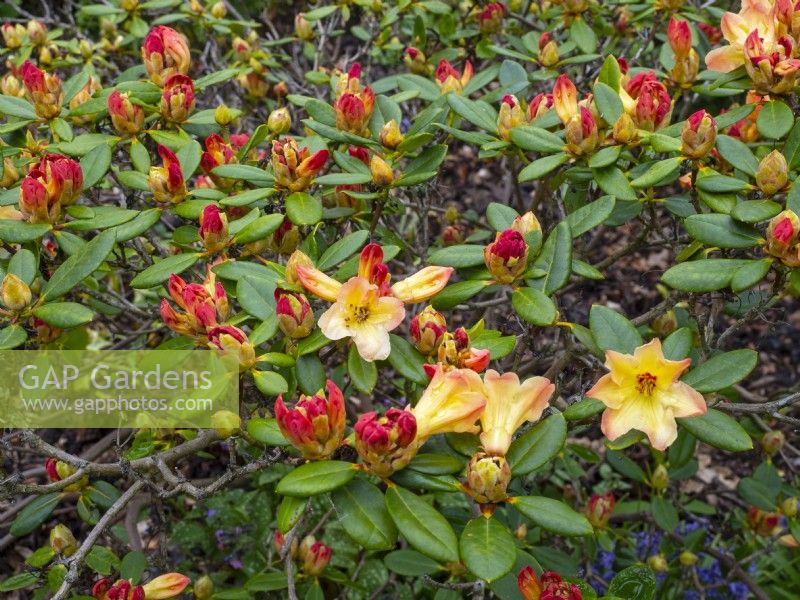 Rhododendron 'Nancy Evans' en fleur mai