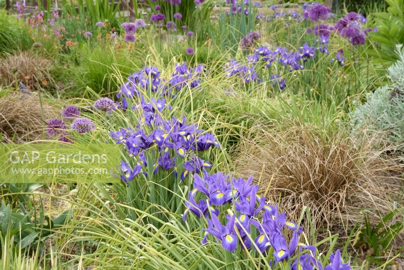 Iris hollandais circulant à travers les alliums dans un parterre de fleurs au début de l'été