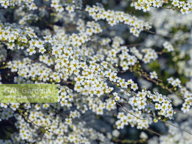 Spiraea 'Arguta' en fleur mi-avril Norfolk