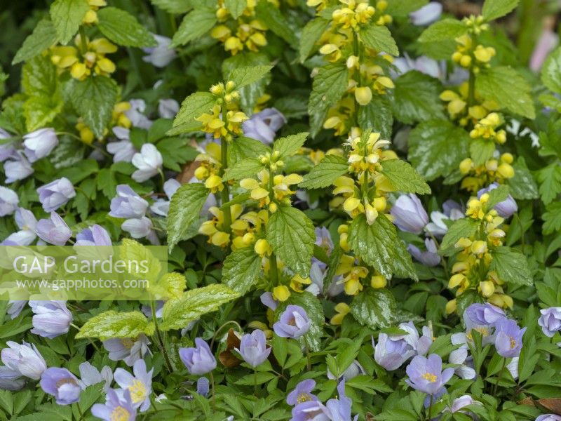 Anemone nemorosa 'Royal Blue' Mi-avril Norfolk