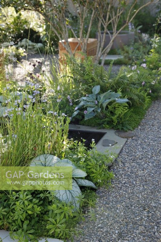 La plantation par le chemin de gravier compacté comprend beaucoup d'intérêt pour le feuillage avec Brunnera macrophylla 'Jack Frost' dans The Communication Garden - Designer: Amelia Bouquet - Sponsors: London Stone, Practicality Brown, Urbis Design -