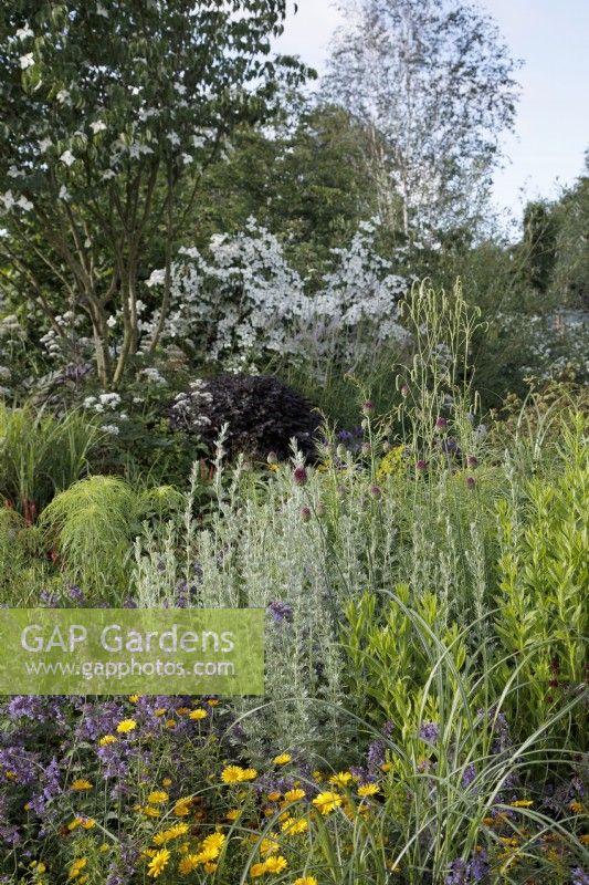 Dans le RHS Garden for a Green Future de Jamie Butterworth, la plantation comprend Allium sphaerocephalon, Artemisia absinthium, Nepeta 'Neptune', Sanguisorba tenuifolia 'Alba' et le feuillage de Helianthus salicifolius.