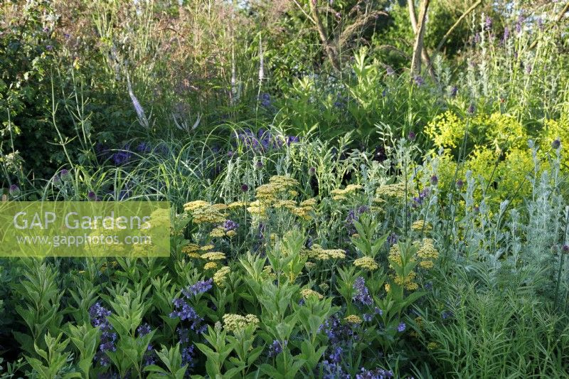 Dans le RHS Garden for a Green Future, la plantation mixte comprend Achillea 'Terracotta' - Designer: Jamie Butterworth