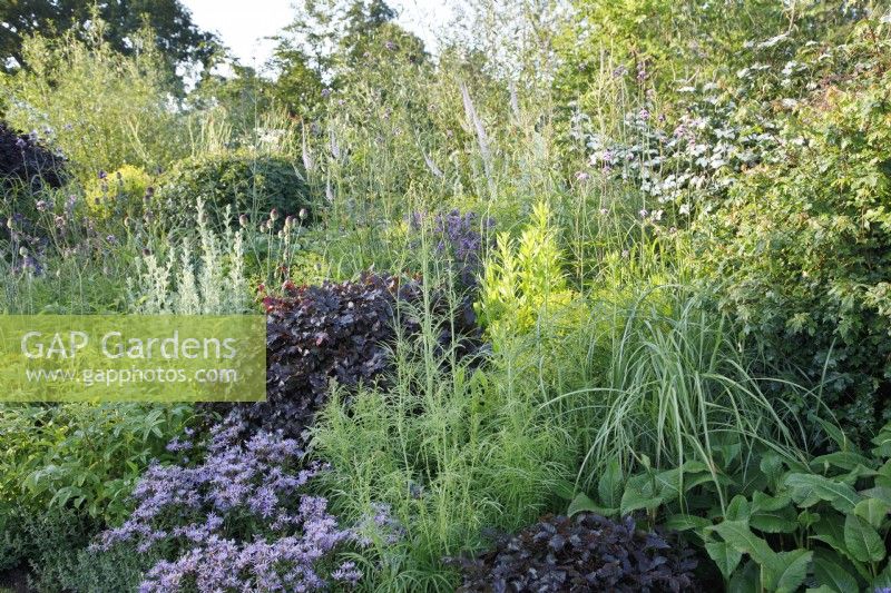 La plantation dans le RHS Garden for a Green Future comprend Fagus sylvatica 'Atropurpurea', Symphyotrichum oblongifolium 'October Skies' - Concepteur : Jamie Butterworth