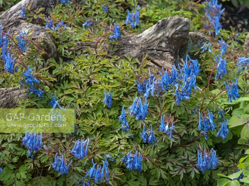 Corydalis flexuosa « China Blue » et vieilles souches de chêne