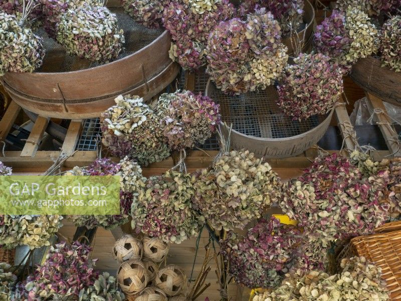 Fleurs d'hortensia séchées, paniers, pots et tamis de jardin mi-avril Norfolk