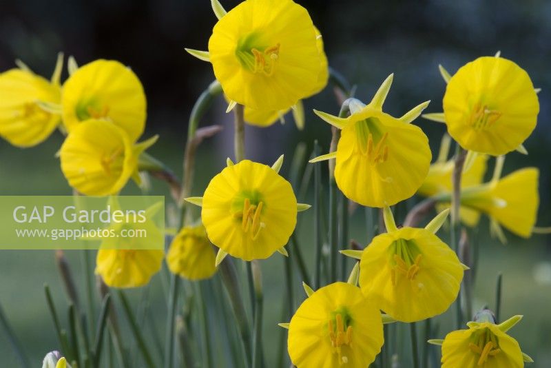 Narcissus bulbocodium subsp bulbocodium var.conspicuus - Hoop jupon jonquille