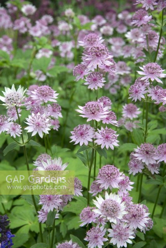 Astrantia 'Fierté rose'