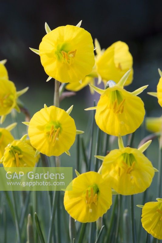 Narcissus bulbocodium subsp bulbocodium var.conspicuus - Hoop jupon jonquille