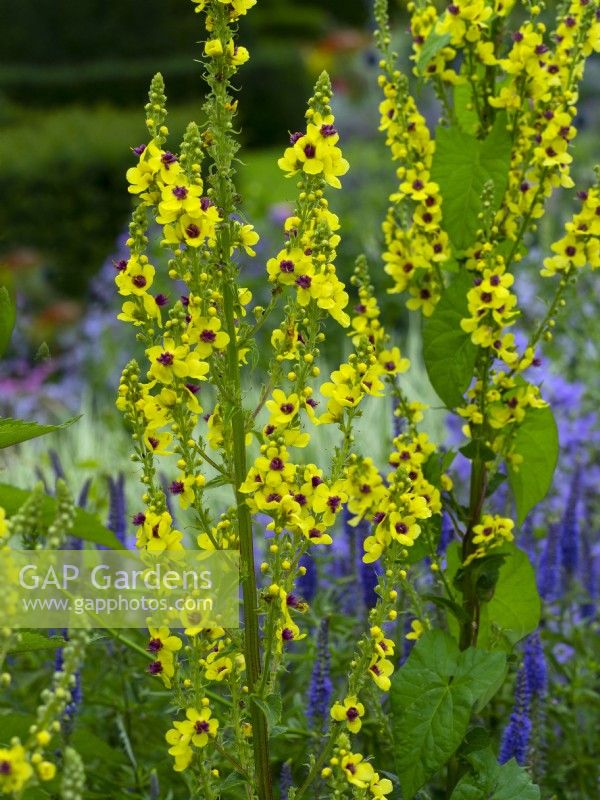 Verbascum densiflorum - Molène. Fin juillet été