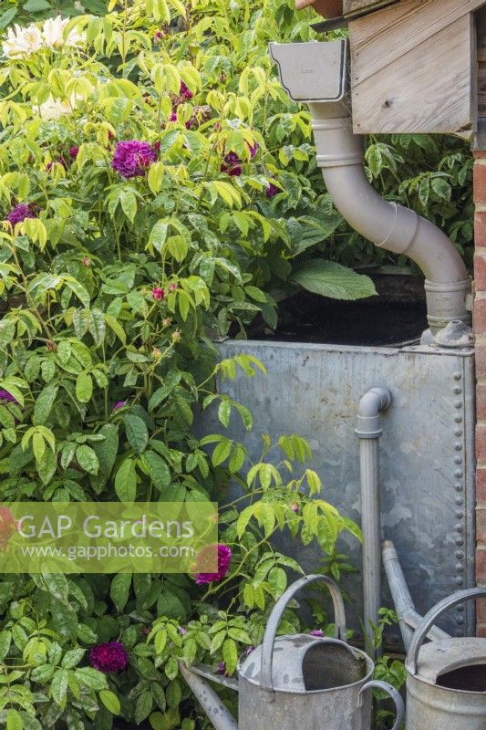 Réservoir d'eau en métal avec gouttière pour la récupération des eaux de pluie du bâtiment avec arrosoirs et roses