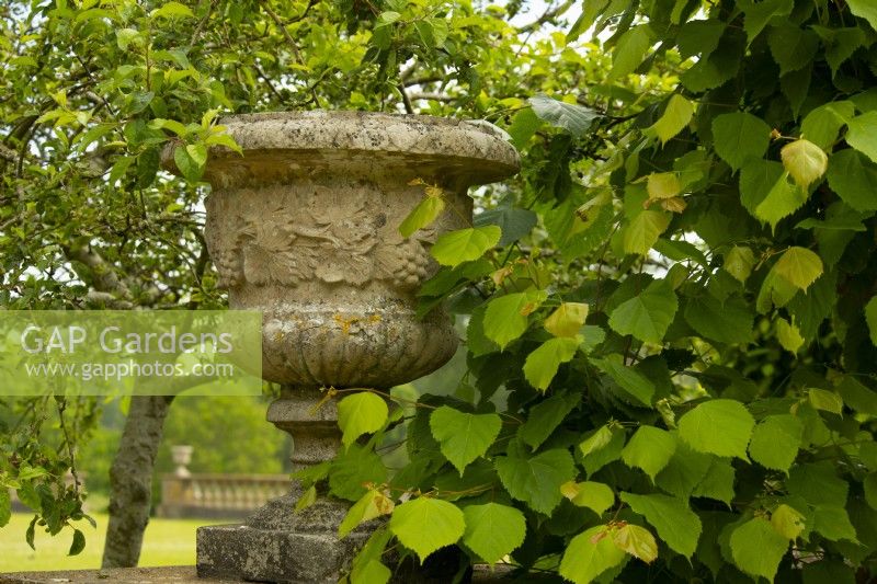 Une grande pierre urne sculptée d'un motif de raisin sur un socle par Tilia - Tilleul - feuillage.
