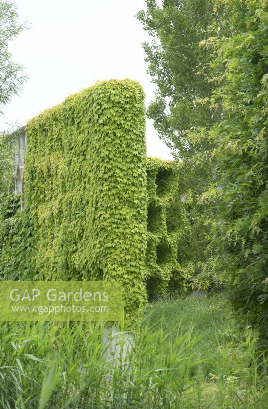 Les plantes grimpantes occupent la percola en béton.