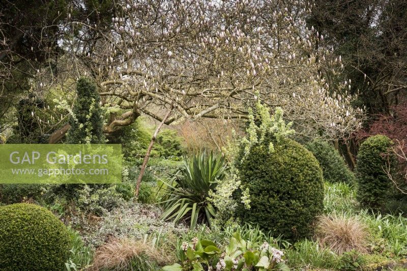 Le magnolia s'étend au-dessus des ifs taillés avec Euonymus fortunei 'Emerald Gaiety' qui les survole à Lower House, Powys en mars