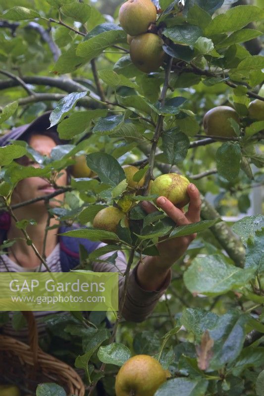 Femme jardinier cueillir des pommes rousses mangeant des pommes à la mi-octobre de Malus domestica 'Ashmeads Kernel'