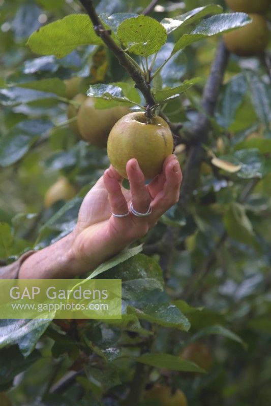 Jardinier cueillant des pommes rousses mangeant à la mi-octobre de Malus domestica 'Ashmeads Kernel'