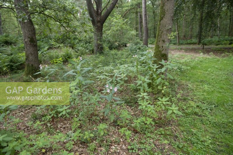 Impatiens glandulifera - baume de l'Himalaya poussant dans une forêt près de Soest, aux Pays-Bas. Le balsem de l'Himalaya est considéré comme une espèce envahissante.