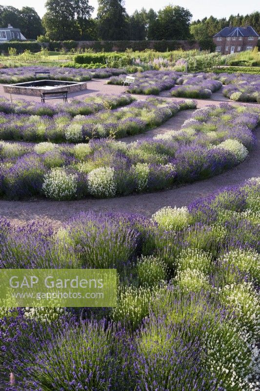 Parterres concentriques de lavande autour d'un étang de trempage carré à Gordon Castle Walled Garden, en Écosse en juillet. Conception par Arne Maynard.