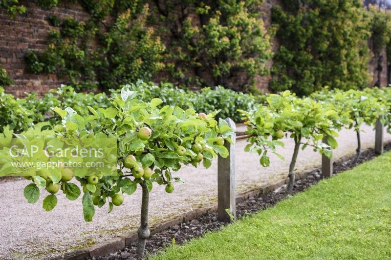 Stepover pommes à Gordon Castle Walled Garden, Ecosse en juillet
