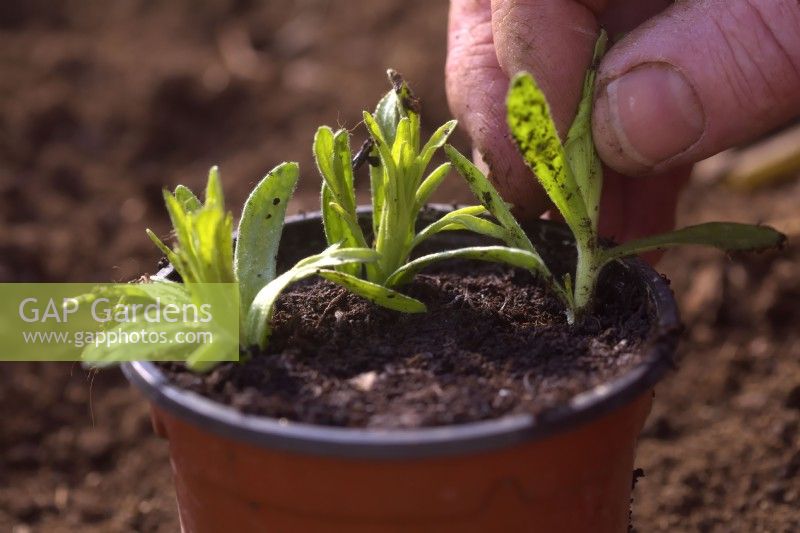Artemisia dracunculus - L'estragon français s'enracine facilement à partir de boutures basales au printemps