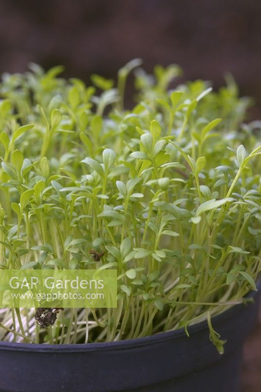 Lepidium sativum Curled Cress comme salade de germination culture micro-verts