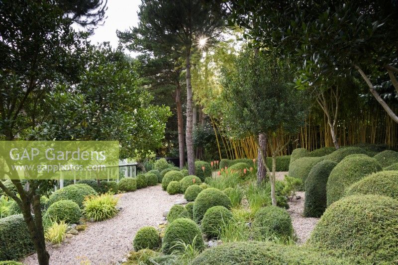 Jardin de plantes principalement vertes, y compris Lonicera nitida et buis taillés et des arbres tels que Phillyrea latifolia et des pins à Dip-on-the-Hill, Ousden, Suffolk en août.