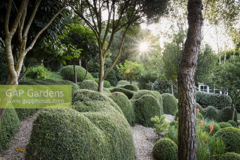 Un jardin de plantes en grande partie vertes à Dip-on-the-Hill, Ousden, Suffolk en août avec Lonicera nitida et Buxus sempervirens coupés parmi les arbres.